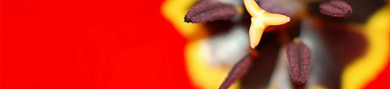 Tulip Season Photography Tips