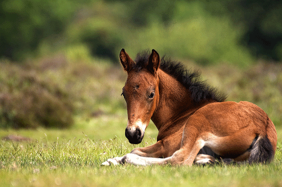 cutest baby animal picutures