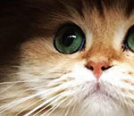 This Kitty is Probably the Most Photogenic Cat in the Entire World