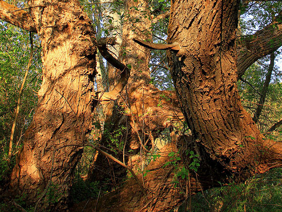 how to take good pictures of trees