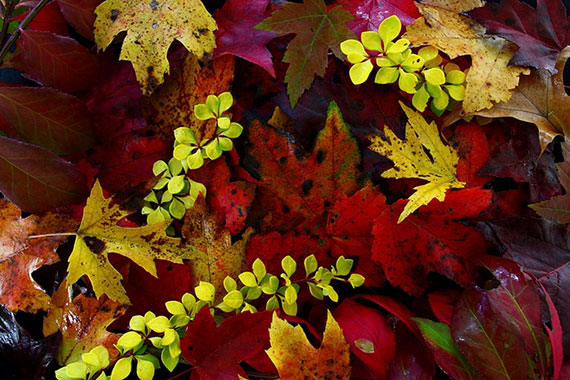 tips for taking fall photographs