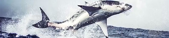 Photographing Great White Sharks