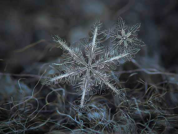 snowflake winter photography