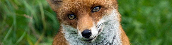 Wildlife Photography: Eliminating Bad Backgrounds