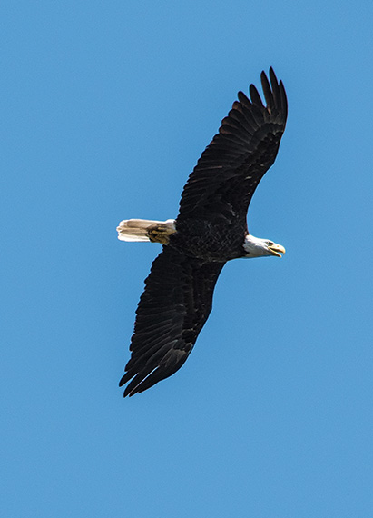 eagle