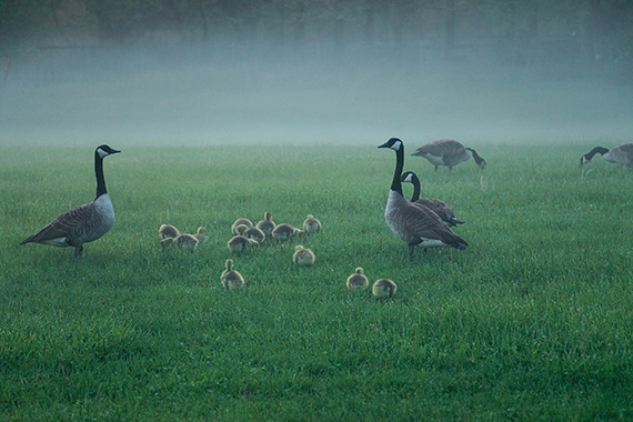 geese