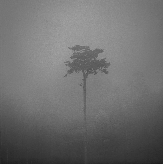 tree in mist