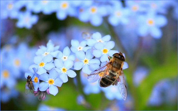 bee and flowers