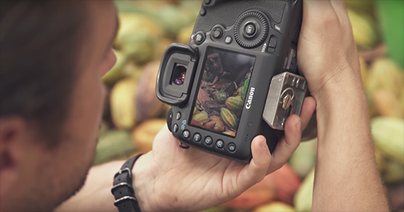 Cocoa Plant Harvest Shoot