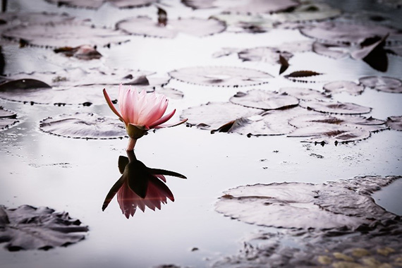 water lily