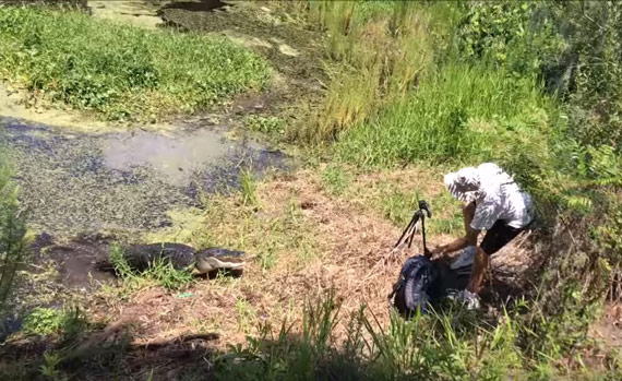 alligator faces photographer with camera equipment in gear bag