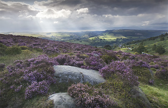 floral landscape captured midday