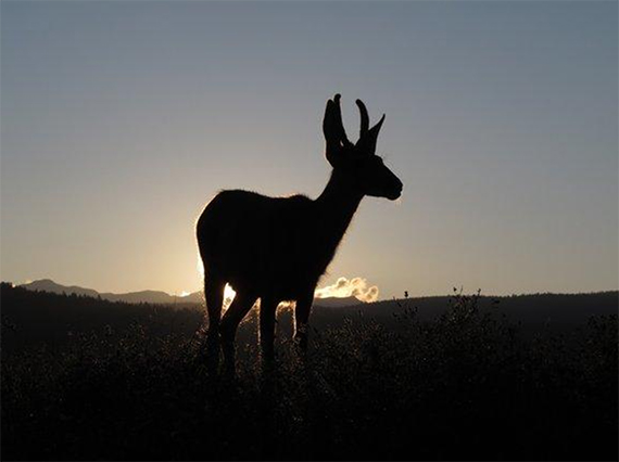 wildlife silhouette