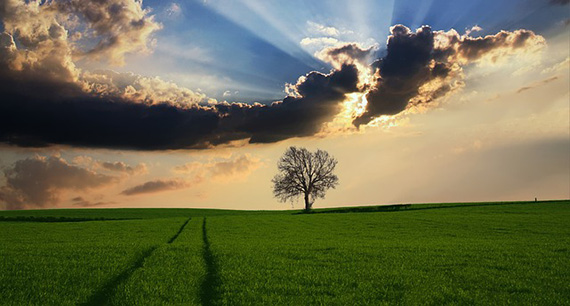 tree in a landscape