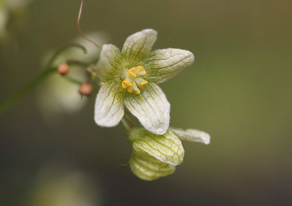 best macro photo tips