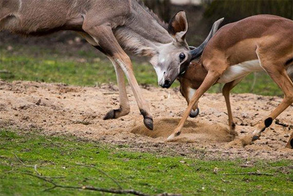 shutter speed for wildlife photography