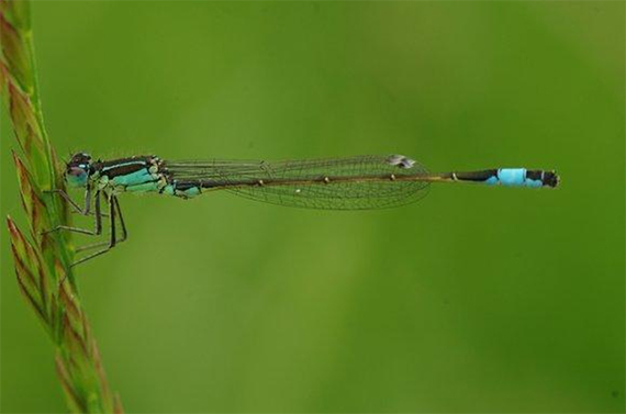 dragonfly photography