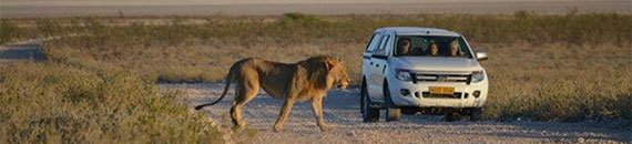 How to Take the Perfect Wildlife Photograph