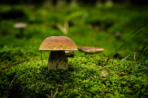 tips fungi mushroom photography