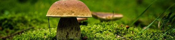 Fungi and Mushroom Photography Tips