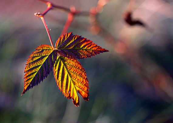 tips to get a shallow depth of field