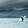 Interesting Photo of the Day: Icelandic Whale Breaching