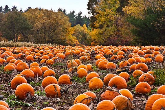 fall or autumn photography