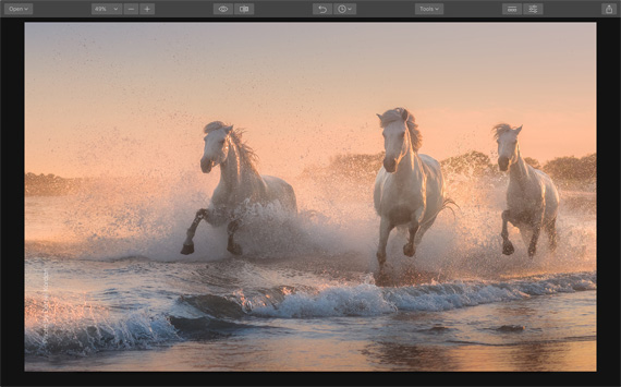 horses photo editing