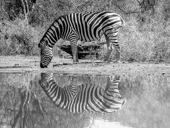 black and white reflections