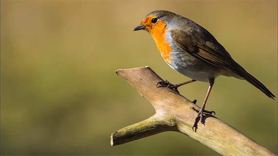 how to attract birds for photography