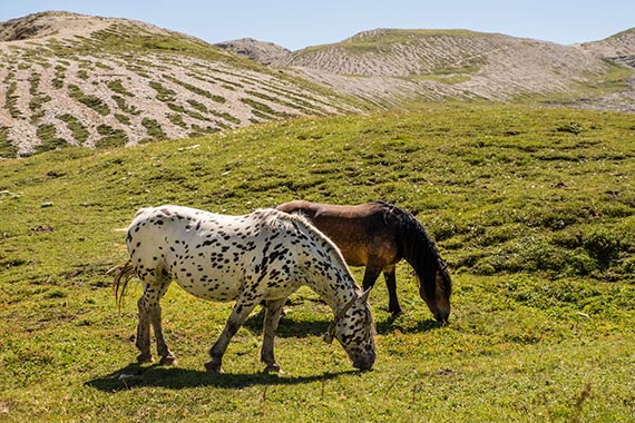 horses travel photo