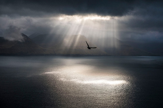 bird in flight landscape