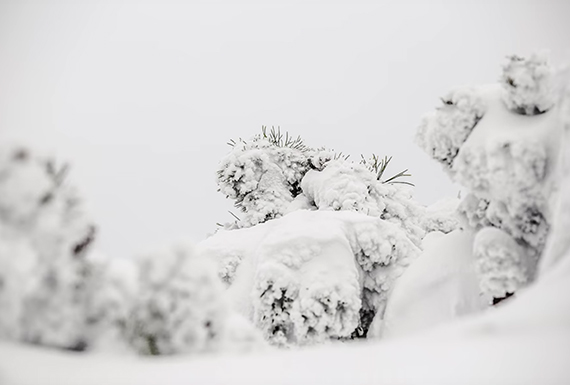 macro images in snow