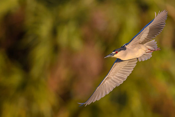 birds in flight photography