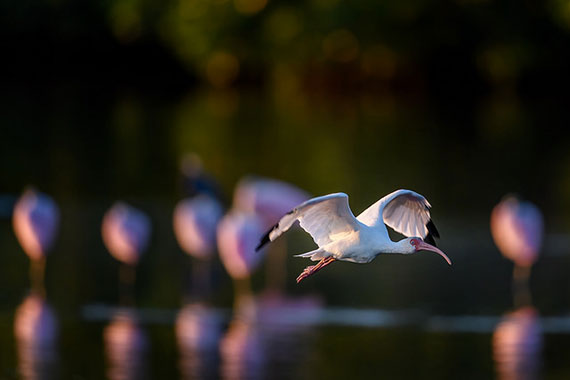 capturing birds in flight