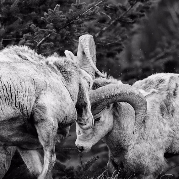 bighorn-sheep-fighting