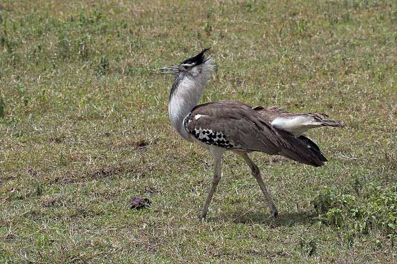 bird photography composition