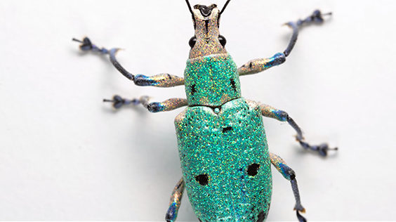 glitter weevil photography