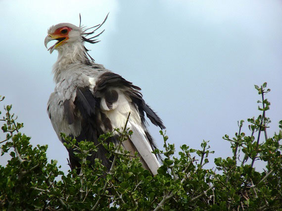 secretary bird