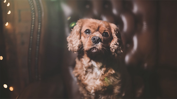 tricks for dog photographers