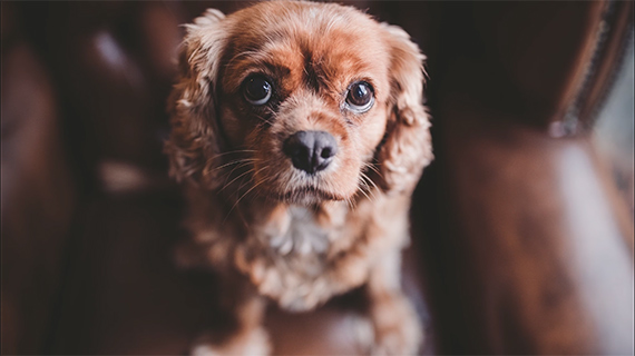 how to shoot cute dog photos