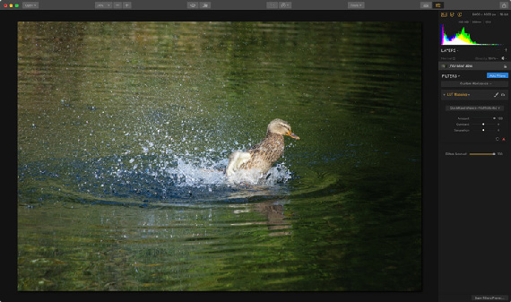 luminar lut duck