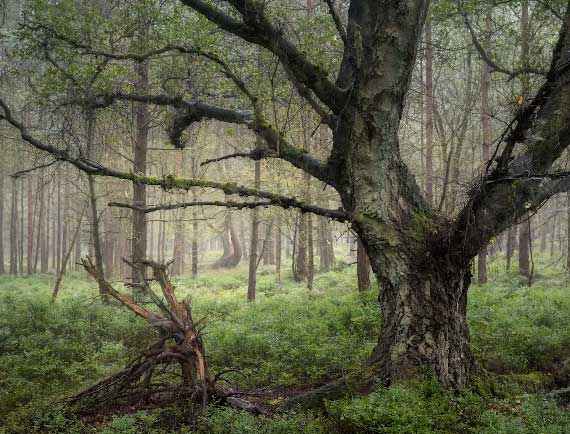 how to photograph trees