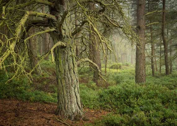 moss and woods photo