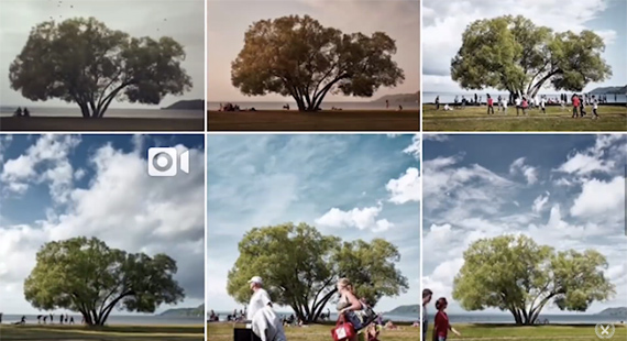 The Broccoli tree through the seasons