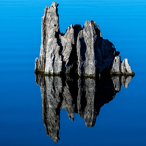 stump in water