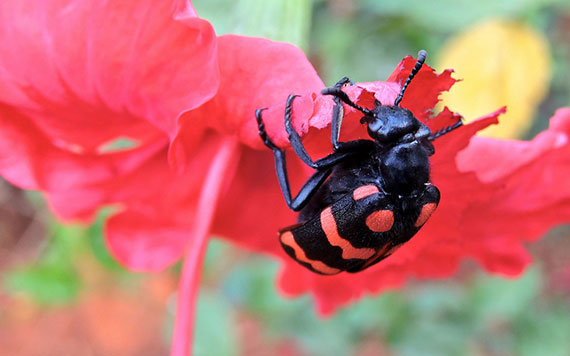 photo tips macro flowers