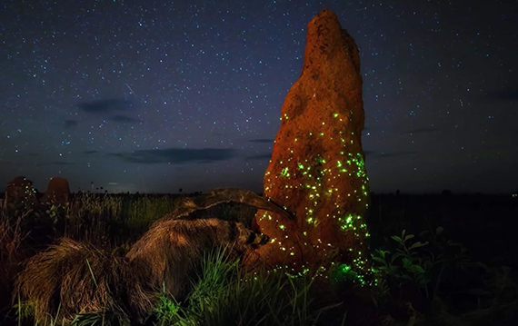 Marcio Cabral anteater photograph