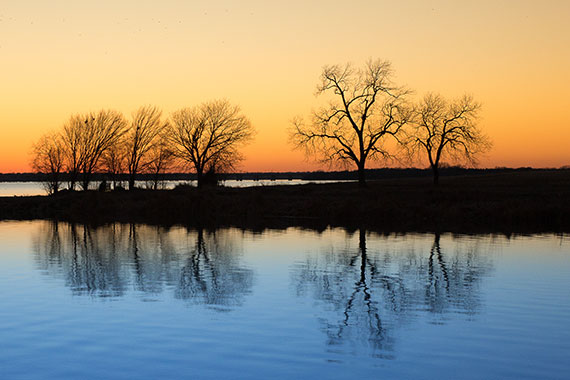 tree silhouette