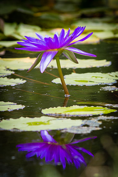 water lily